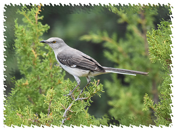 mockingbird