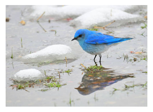 mountain_bluebird