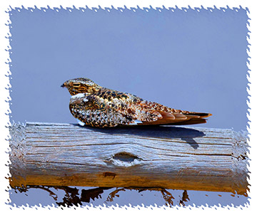 real_nighthawk