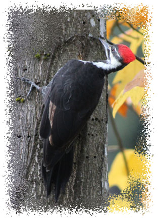 real_pileated_woodpecker