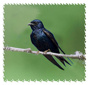 purple_martin_branch