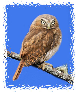 western_screech_owl