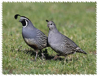 california_quail