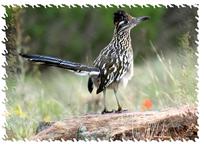 real_roadrunner