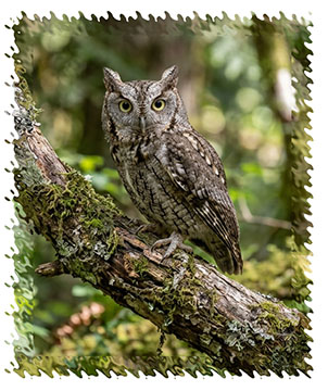western_screech_owl