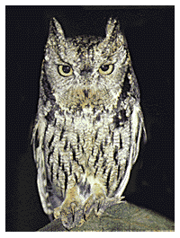 western_screech_owl