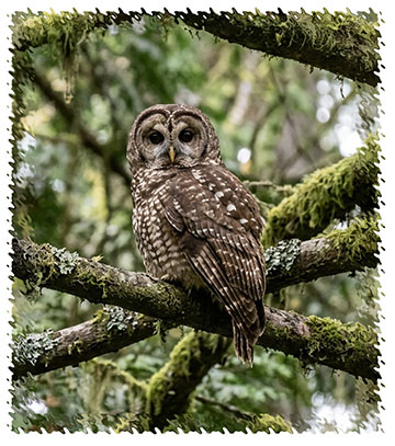 spotted_owl