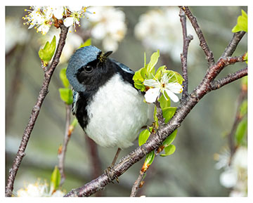 blue_warbler