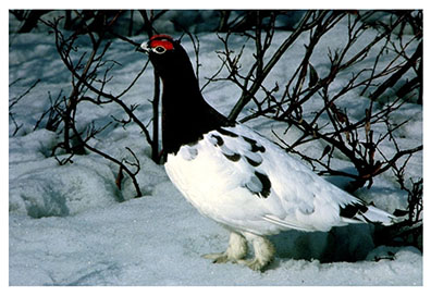 ptarmigan