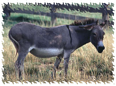 real_donkeys
