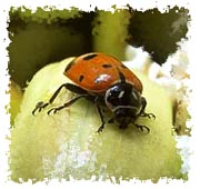 real_ladybug