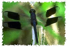 real_dragonfly