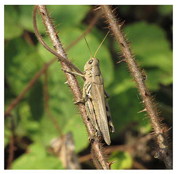 real_grasshopper