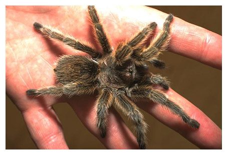 real_tarantula