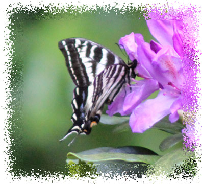 swallowtail_butterfly