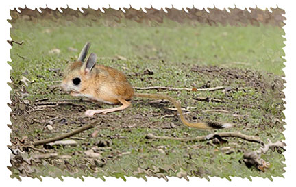 jerboa
