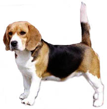 melissa and doug beagle