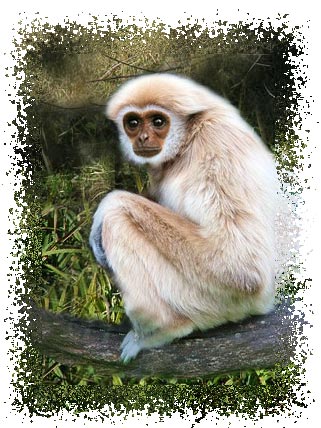 gibbon_real