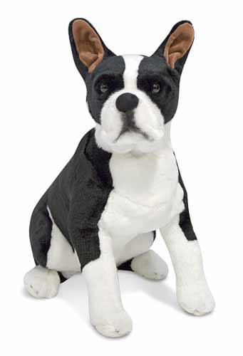md_bostonterrier