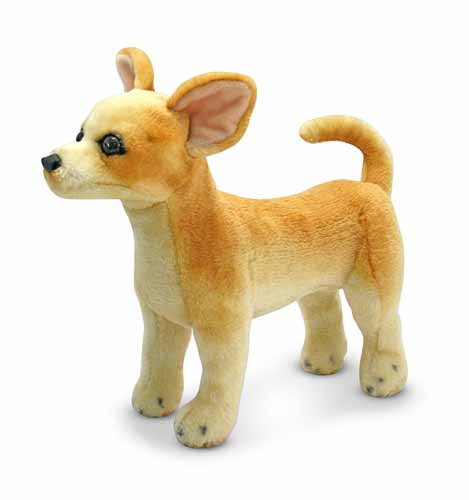 md_chihuahua
