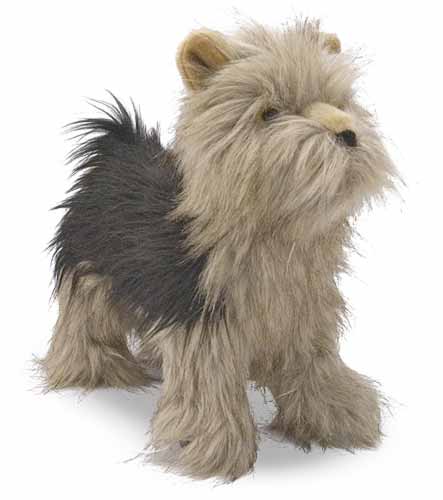 md_yorkie