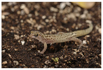 real_gecko