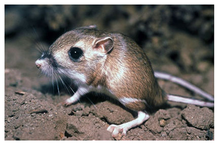 real_kangaroo_rat