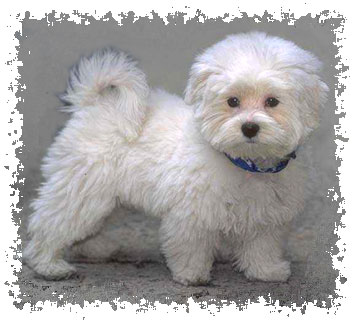 bichon_breed_image