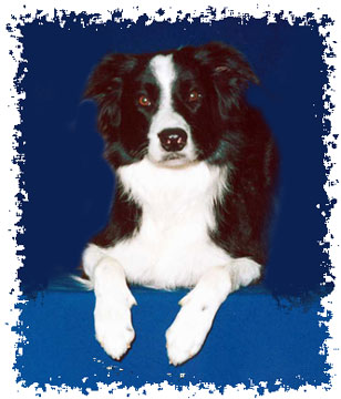 real_border_collie