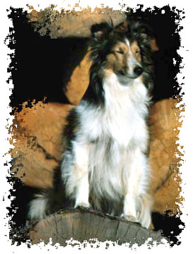 real_collie