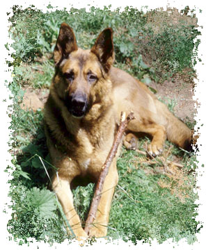 real_german_shepherd