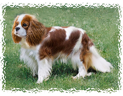 king_charles_spaniel