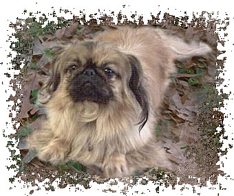 real_pekingese