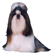 real_shih_tzu