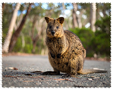 quokka