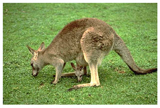 real_kangaroo