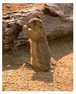 prairie_dog_real