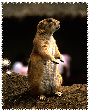 prairie_dog_real