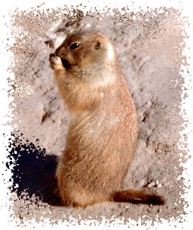 webkinz prairie dog