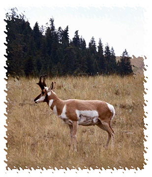 real_pronghorn