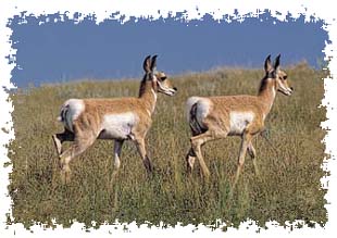 real_pronghorn