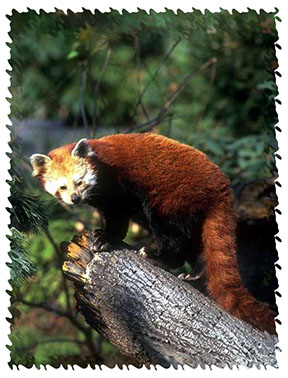 red panda