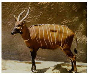 Antelopes stuffed animals, like the oryx, and plush toys are at the Zoo in  the Forest Cottage.