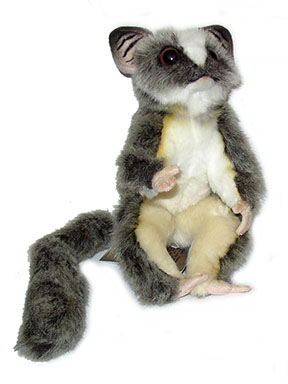 hansa bushbaby