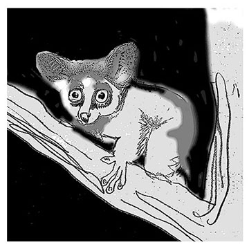 real_bushbaby