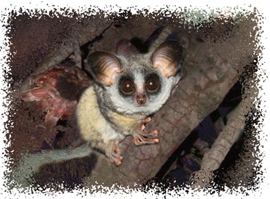 Find Bush Baby stuffed animals, facts and information in ...