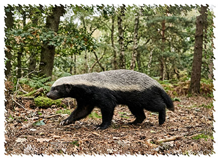 honey_badger