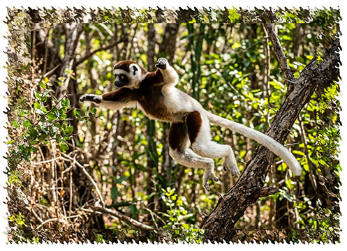 sifaka