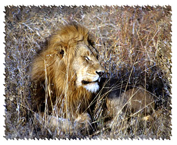 real_lion