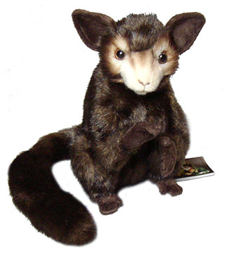 aye_aye_lemur